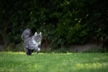 young playful blue tabby maine coon kitten with white paws running on grass in the back yard at high speed