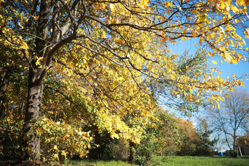 Autumn background in the park