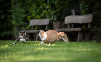 two playful cats chasing each other in the back yard on a sunny day. one cat is a beige white maine...