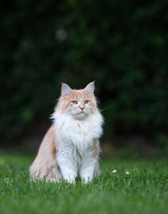 Naklejka na ściany i meble beige white maine coon cat sitting on grass in the garden observing the area