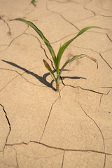 Young corn plant on a very dry soil