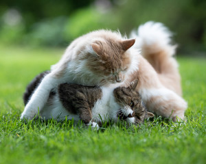 two playful cats fighting in the back yard on grass. one cat is a beige white maine coon with fluffy tail, the other is a british shorthair cat meowing