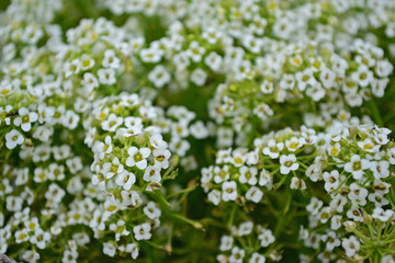 Little white flowers in the garden