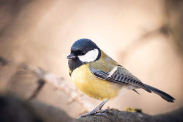 great tit on branch