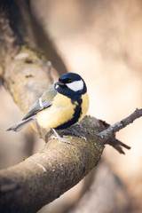 great tit on branch