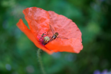Mohn,fly,red, Schwebfliege,roter Mohn
