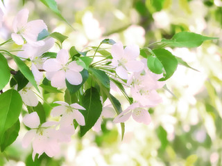Fototapeta premium Blooming apple tree spring beautiful day