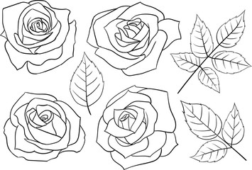 Set of hand-drawn linear roses and leaves in vector.