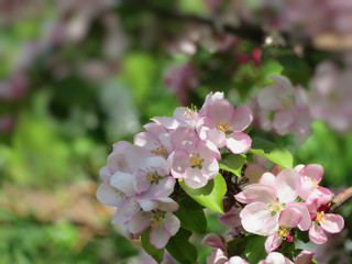 Fototapeta na wymiar Blooming apple tree spring beautiful day