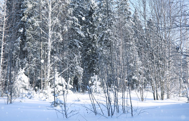 magic pine forest in winter season in snow