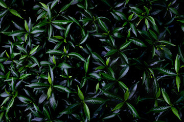 Green leaves background. Green leaves color tone dark  in the morning. Tropical Plant,environment,photo concept nature and plant.