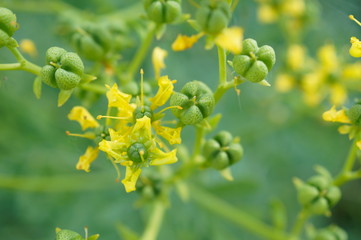 seeds from rue ,flower, yellow, nature, plant, green, spring, tree, blossom, flowers, leaf, summer, field, bloom, flora, garden, branch, 