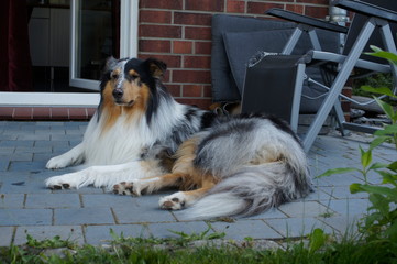 dog, collie, pet, animal, sheltie, canine, sheepdog, cute, white, breed, shetland sheepdog,...