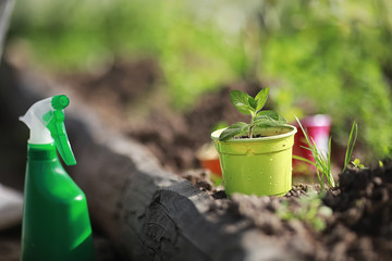 Small sprout for landing in the ground in hands