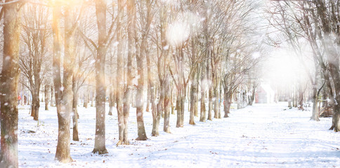 Winter Park. Landscape in snowy weather. January.