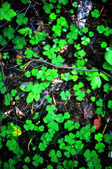 Background from plant clover four leaf. Irish traditional symbol. St.Patrick 's Day.