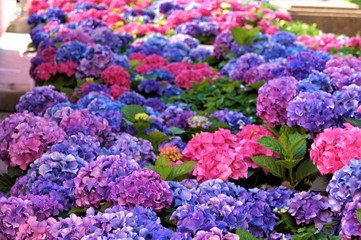Pink and blue hydrangea flowers, purple. 