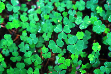 Background from plant clover four leaf. Irish traditional symbol. St.Patrick 's Day.