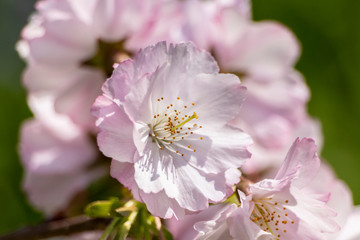 Fleur Cerisier