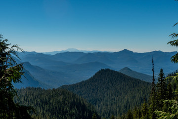 Naklejka premium Pine Trees Cover Mountain Range Below Mount St Helens