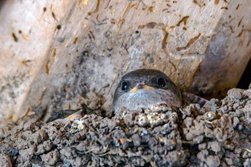 young swallow family feeding in summer season