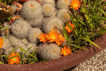 Orange Kakteen Blüten