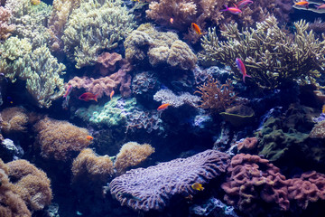 Fototapeta na wymiar Saltwater coral reef aquarium 