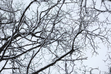 Winter landscape. Forest under the snow. Winter in the park.