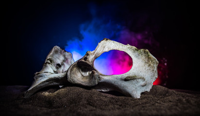 Animal bone in dark Halloween night with fog and light on background / Selective focus and space for text.