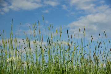 wildes grünes gras wächst vor blauem himmel mit wolken