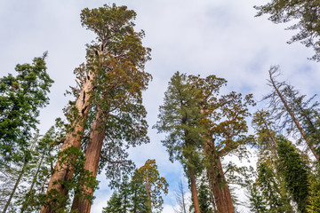 Sequoia National Park in California. The park is notable for its giant sequoia trees. USA
