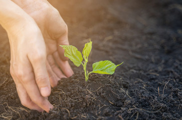 Woman hands are growing sprout, eco and environment concept