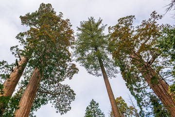 Fototapeta premium Sequoia National Park in California. The park is notable for its giant sequoia trees. USA