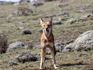 Very rare Ethiopian wolf, Canis simensis, at loud howling, Sanetti plateau, Bale National Park, Ethiopia.