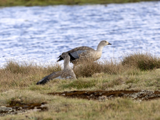 Blue-winged goose, Cyanochen cyanopterus, Sanetti plateau, Bale National Park, Ethiopia.