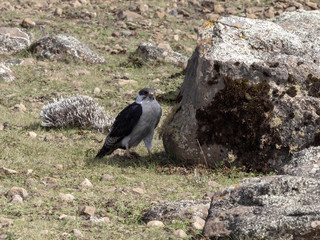 Obraz premium Augur Buzzard, Buteo augur, Bale National Park, Ethiopia.