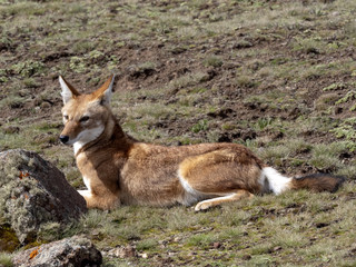 The Rarest Canine Beast, Ethiopian wolf, Canis simensis, Sanetti plateau, Bale National Park, Ethiopia