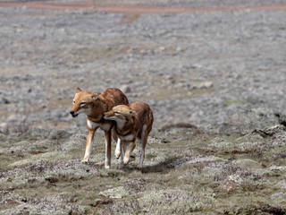 Very rare Ethiopian wolf, Canis simensis, female welcomes male, Sanetti plateau, Bale National Park, Ethiopia.