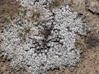 Carpets of Helichrysum brownei, Sanetti plateau, Bale National Park, Ethiopia.