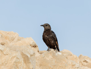 The male  Tristram long-tailed starling sits on a stone on the ruins of the Masada fortress in the Judean desert in Israel and is looking for prey