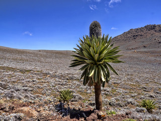 Fototapeta na wymiar Landscape with large lobelia plants, Lobelia rhynchopetalum, Bale National Park, Ethiopia.