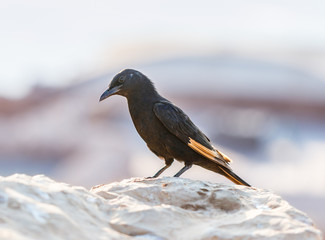 Tristram  long-tailed starling sits on a stone on the ruins of the Masada fortress in the Judean desert in Israel and is looking for prey