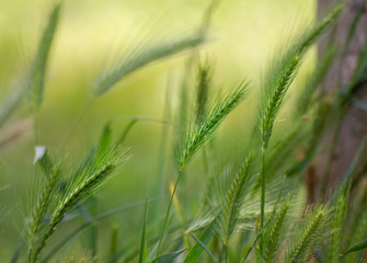 Fototapeta premium Herbes folles