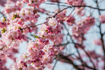 Obraz premium cherry bloosom