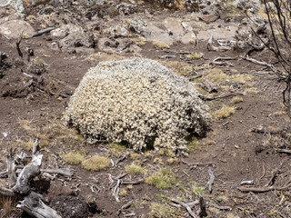Carpets of Helichrysum brownei, Sanetti plateau, Bale National Park, Ethiopia.