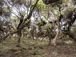 Tree heath, Erica arborea, Harenna reserve, Bale National Park, Ethiopia.