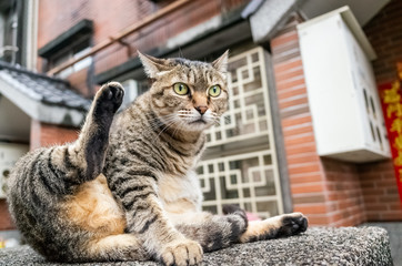 fat stray tabby cat scratching himself