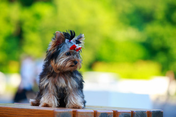 Dog breed miniature Yorkshire terrier