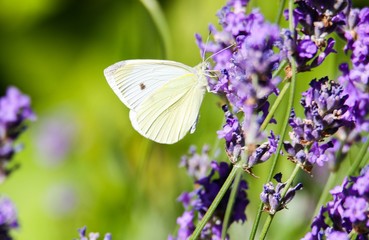 Close up of cabbage white butterfly (Pieris brassicae) on lilac lavender