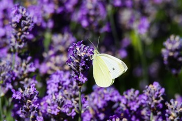 Close up of cabbage white butterfly (Pieris brassicae) on lilac lavender